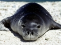 Mediterranean Monk Seal