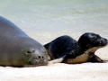 Mediterranean Monk Seal