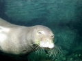 Mediterranean Monk Seal
