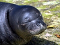 Mediterranean Monk Seal