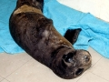 Mediterranean Monk Seal