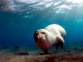 Mediterranean Monk Seal