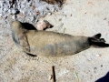 Mediterranean Monk Seal