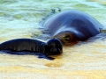Mediterranean Monk Seal