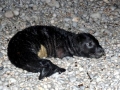 Mediterranean Monk Seal