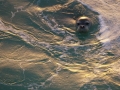 Mediterranean Monk Seal