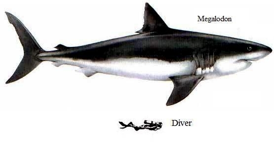 Megalodon Shark