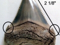 Megalodon Shark
