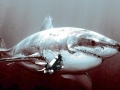 Megalodon