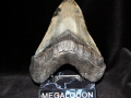 Megalodon