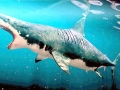 Megalodon