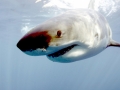 Megalodon