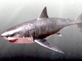 Megalodon