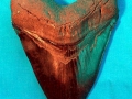 Megalodon