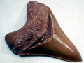 Megalodon