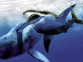 Megalodon