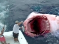 Megalodon