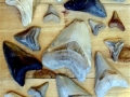 Megalodon