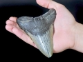 Megalodon