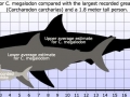 Megalodon Shark