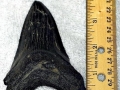 Megalodon