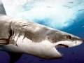 Megalodon