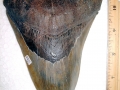 Megalodon