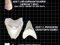 Megalodon