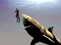 Megalodon