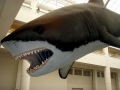 Megalodon