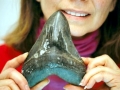 Megalodon