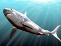 Megalodon