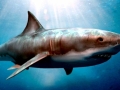 Megalodon