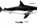 Megalodon Shark