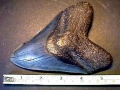 Megalodon