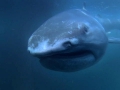 Megamouth Shark