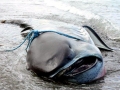 Megamouth Shark