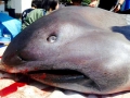 Megamouth Shark