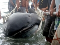 Megamouth Shark