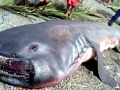 Megamouth Shark