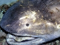 Megamouth Shark