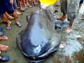 Megamouth Shark