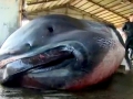 Megamouth Shark