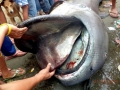 Megamouth Shark