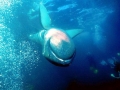 Megamouth Shark
