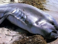 Megamouth Shark