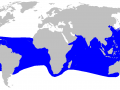 Megamouth Shark