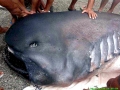 Megamouth Shark