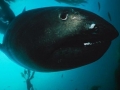 Megamouth Shark