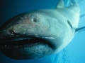 Megamouth Shark